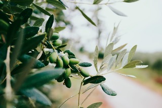 Die heilende Wirkung des Olivenblattextraktes